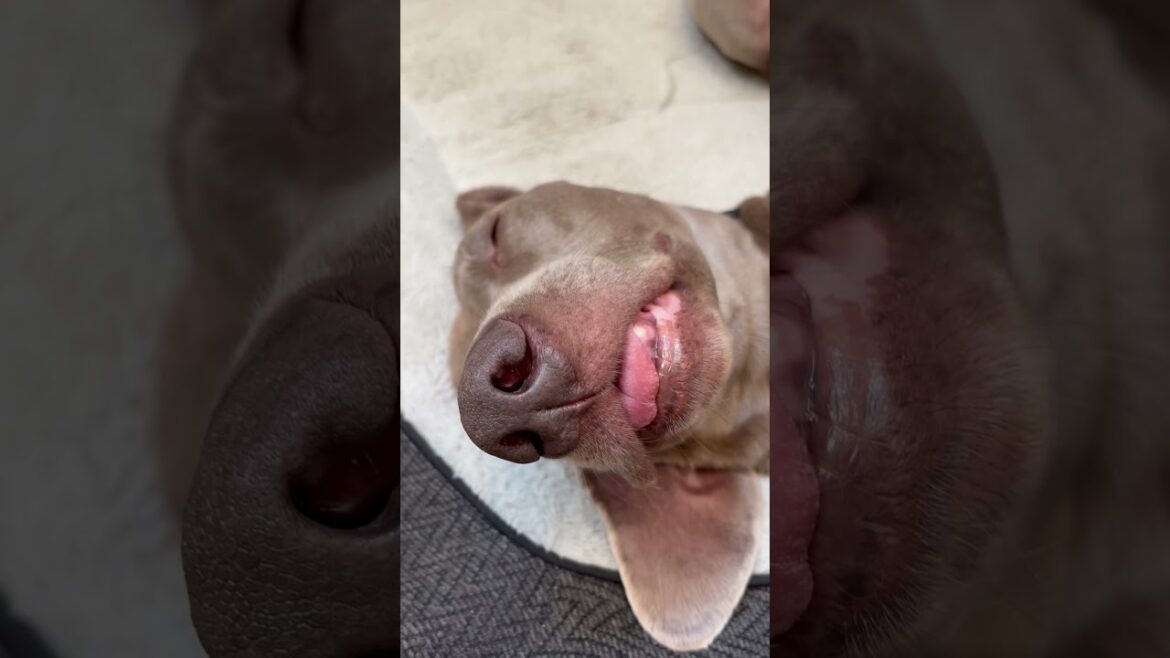 ミュウツーにしか見えない犬 #dogvlog #ワイマラナー #ペット #ペットセラピー