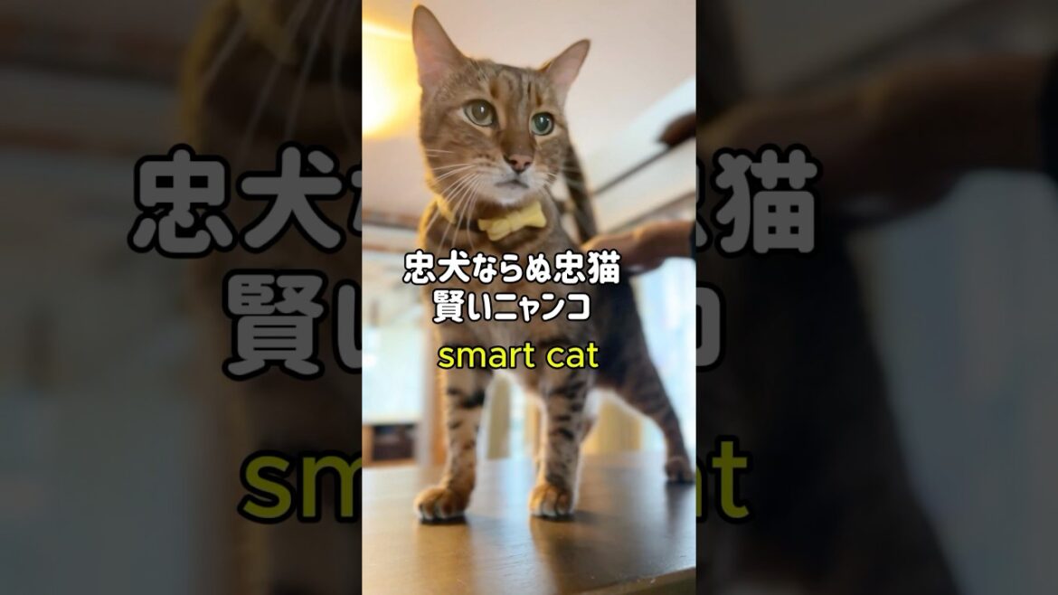 忠犬ならぬ忠猫 #ベンガル #cat #shorts 忠犬ならぬ忠猫 #ベンガル #cat #shorts