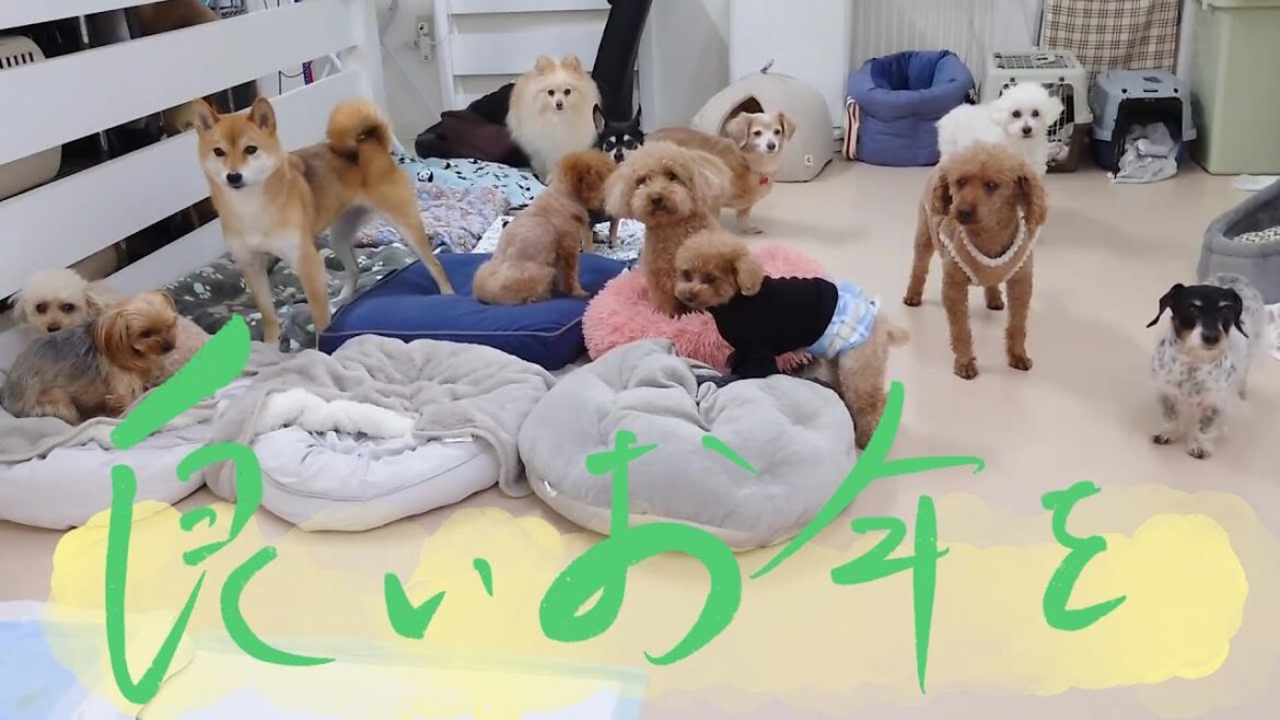 大晦日の犬たち、良いお年を。 🐶ひみつきちなう!①🐶  2024年12月31日 大晦日の犬たち、良いお年を。 🐶ひみつきちなう!①🐶  2024年12月31日