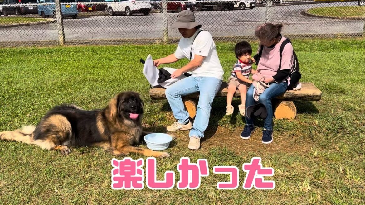 【超大型犬】　楽しかったドッグラン　Leonberger　レオンベルガー