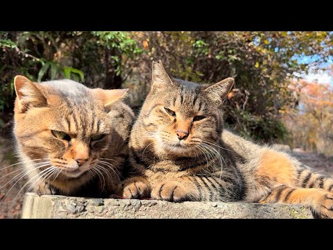 女子キジちゃんの隣を唯一許される超甘えん坊猫ニャッハー 女子キジちゃんの隣を唯一許される超甘えん坊猫ニャッハー