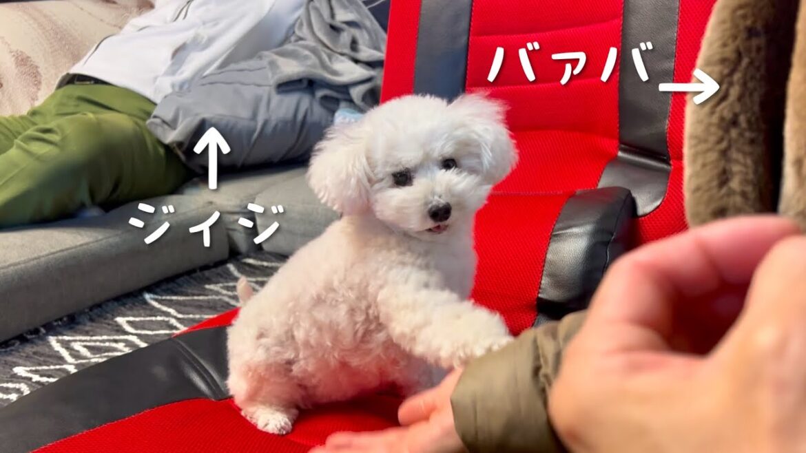 家族大集合！バァバとジィジに大はしゃぎする愛犬。。