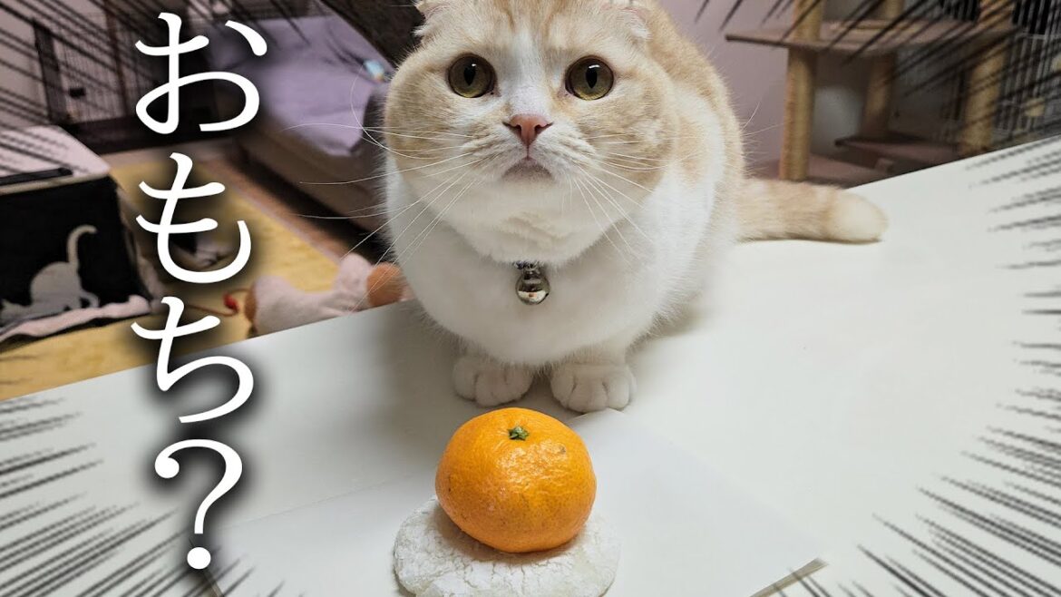 お餅つきをしました...