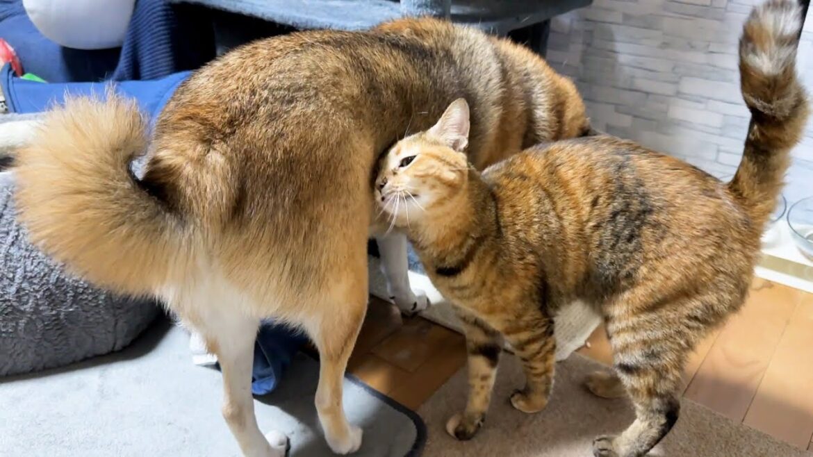 いつも以上に柴犬が猫たちから大人気な一日