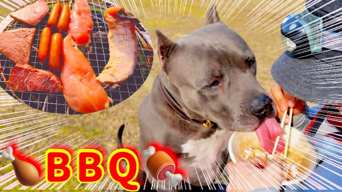 【新春バーベキュー】ピットブルと焼肉はオススメしません