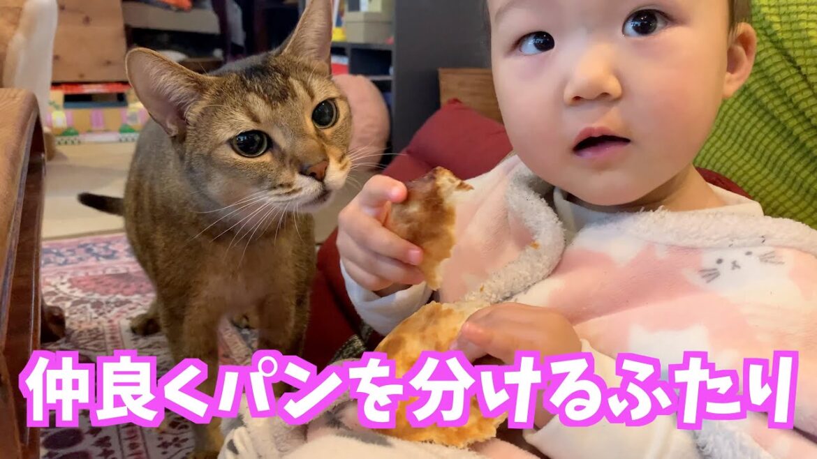 仲良くパンを分けるふたり【猫のキビ】