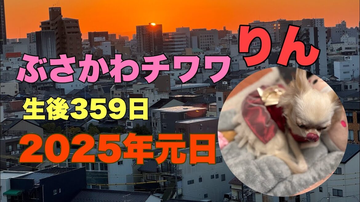 ぶさかわチワワりん。生後359日2025年元日