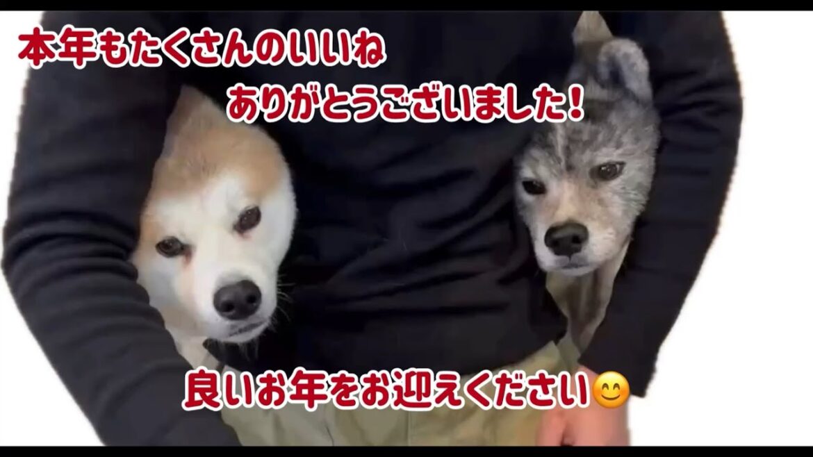 年末のご挨拶をする秋田犬姉妹【Akita-inu】@akita-inu-pata 年末のご挨拶をする秋田犬姉妹【Akita-inu】@akita-inu-pata