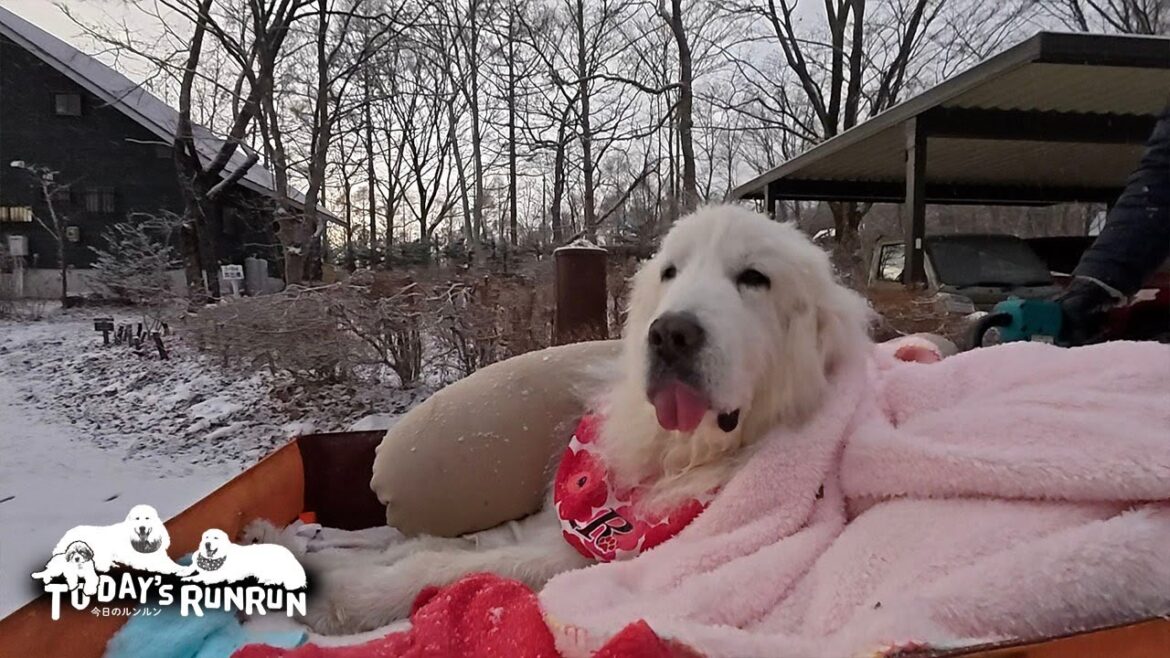 ポカポカ毛布で散歩中にウトウトしてしまったルンルンです　Great Pyrenees　グレートピレニーズ