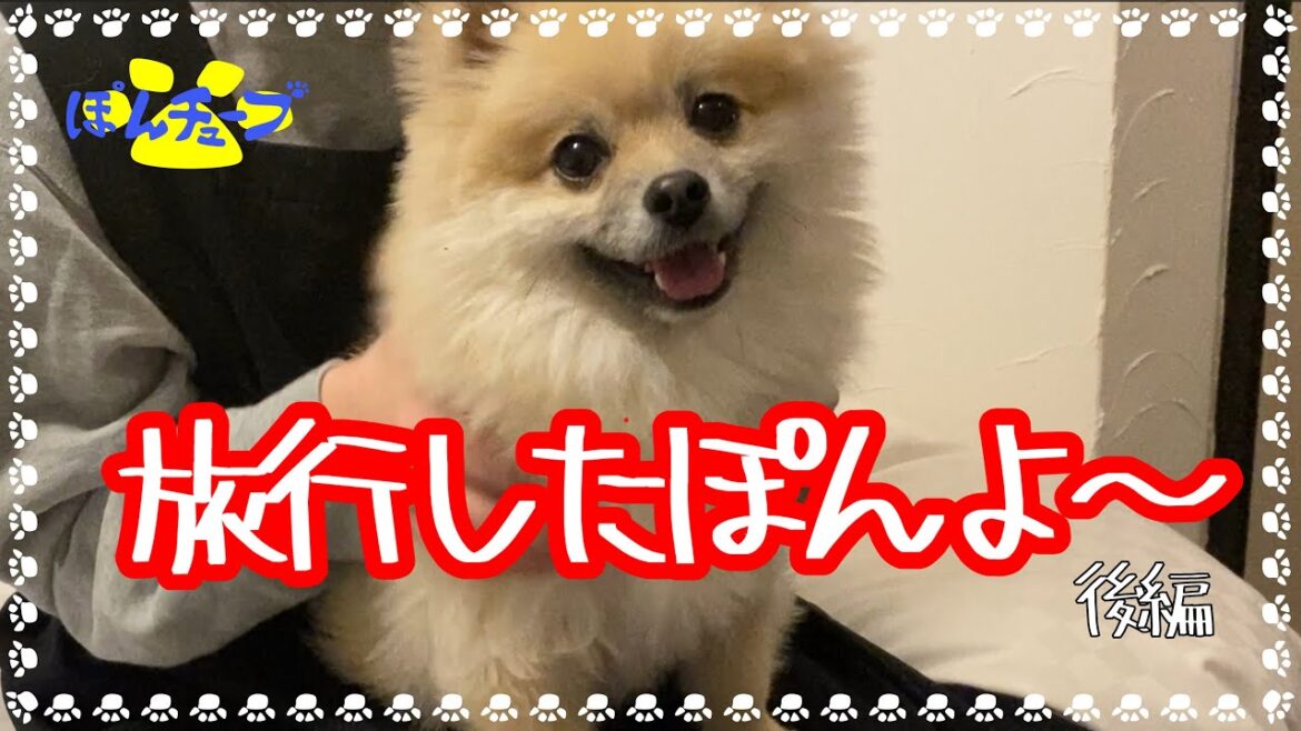 【ポメラニアンのぽんた】伊東に旅行したぽんよ～後編