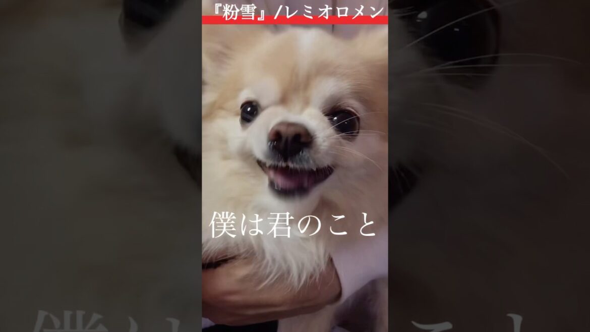 【ぷん助】粉雪チワワ #shorts #chihuahua #ロングコートチワワ #粉雪 #レミオロメン #ぷん助 #犬のいる生活