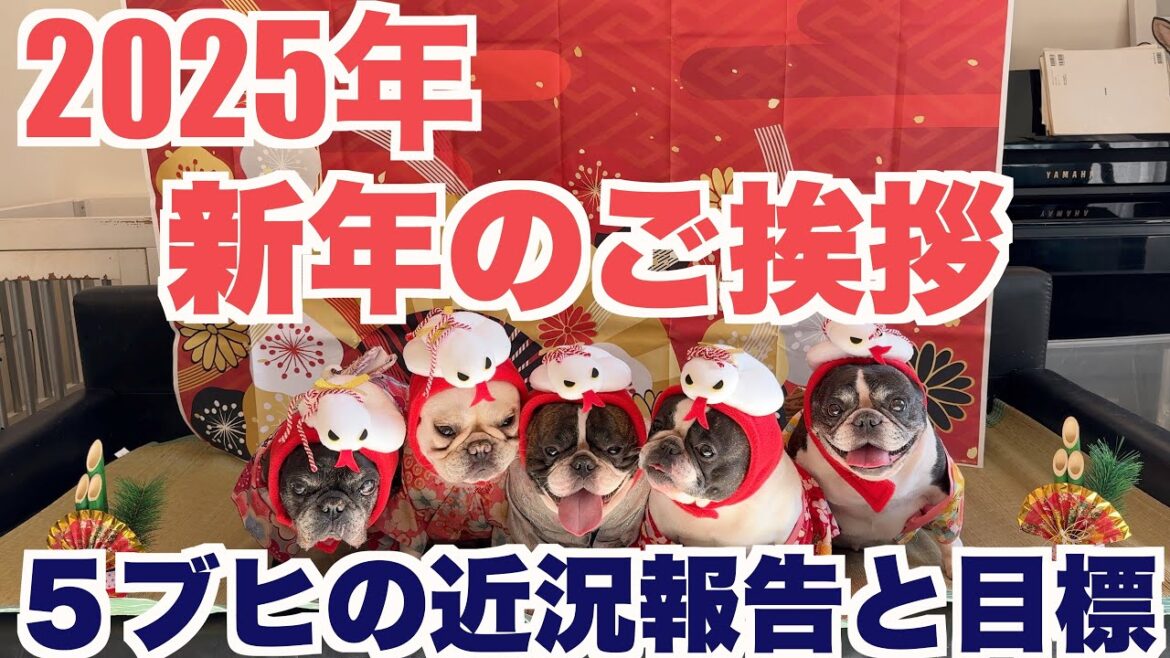 2025年お正月 ５ブヒの近況報告 【 フレンチブルドッグ french_bulldog 】