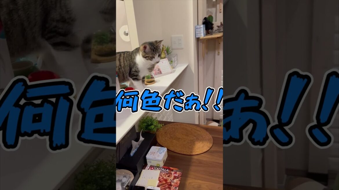 ニャン斗の拳5 #shorts #猫 #アビシニアン