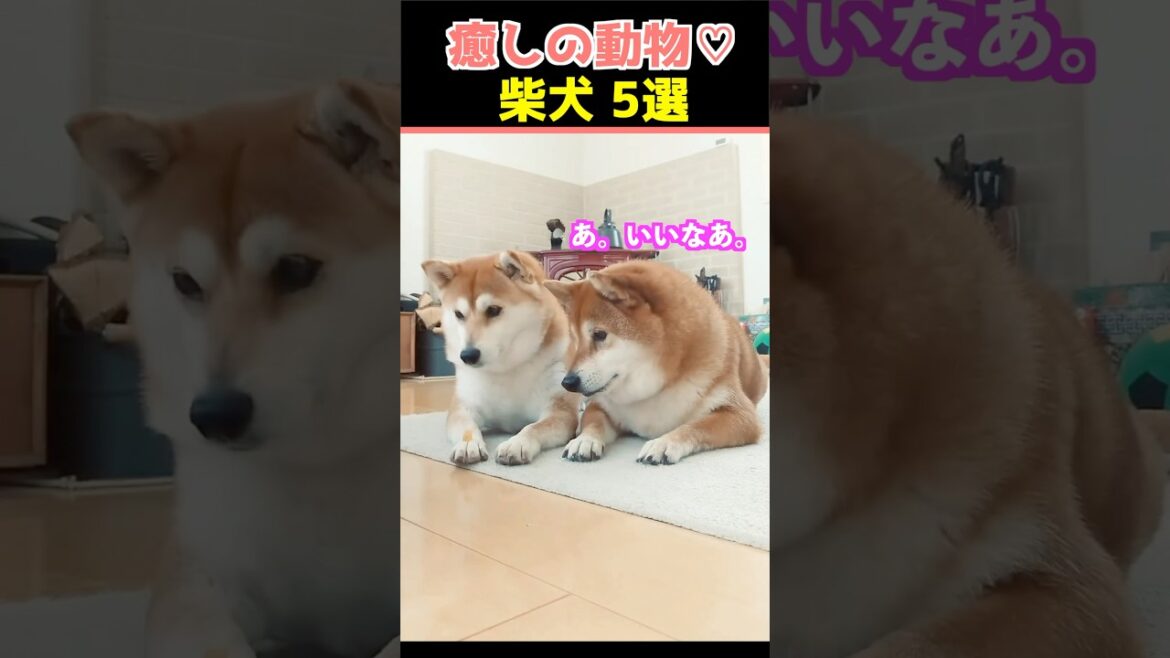 【癒しの柴犬】SNSでバズった動物かわいい犬動画５選！【Healing Shiba Inu】5 Cute Dog Videos That Went Viral on Social Media!