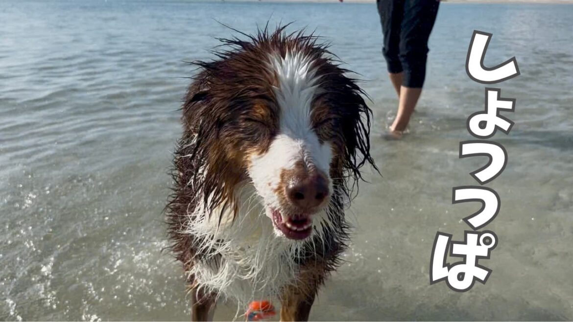 海水が塩辛くてボールが取れない湖育ちの犬、最終手段に出る｜メキシコ湾で犬見知り大爆発｜オーストラリアンシェパード