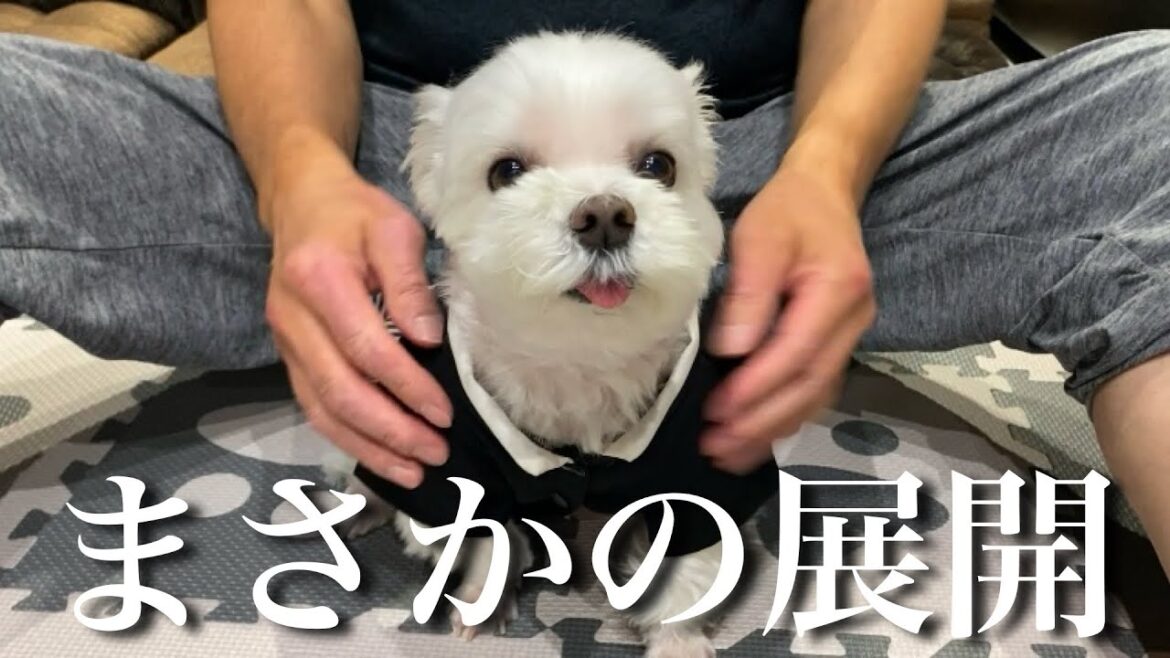 【初笑い】新年早々、愛犬が自由すぎた結果…