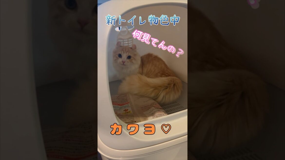 【キンカロー】物色中見返り毛玉猫【マンチカール】#キンカロー #猫