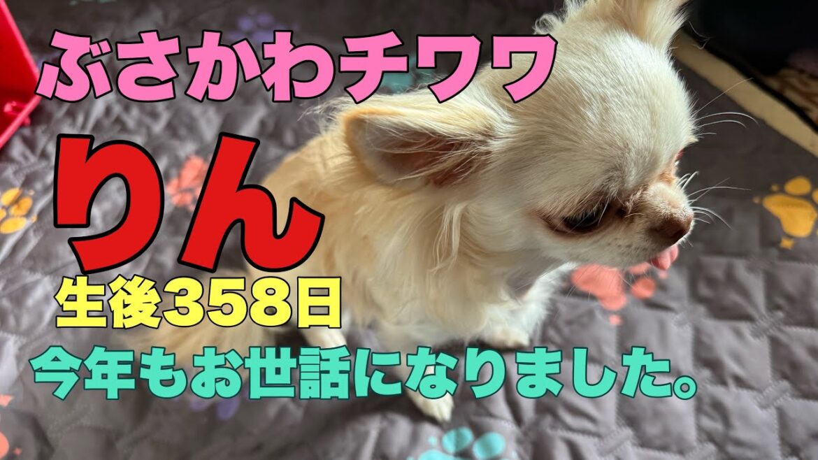 ぶさかわチワワりん。生後358日【vlog】大晦日