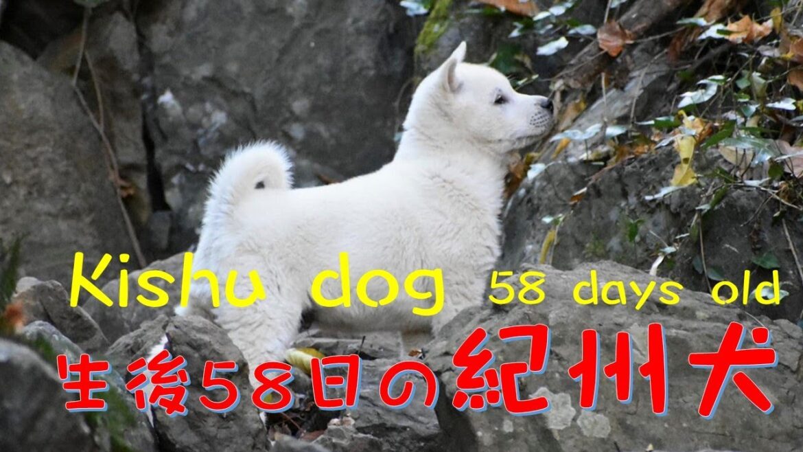 自立心の強い紀州の仔犬(Kishu dog 58 days old)【Samurai dog TV】 自立心の強い紀州の仔犬(Kishu dog 58 days old)【Samurai dog TV】