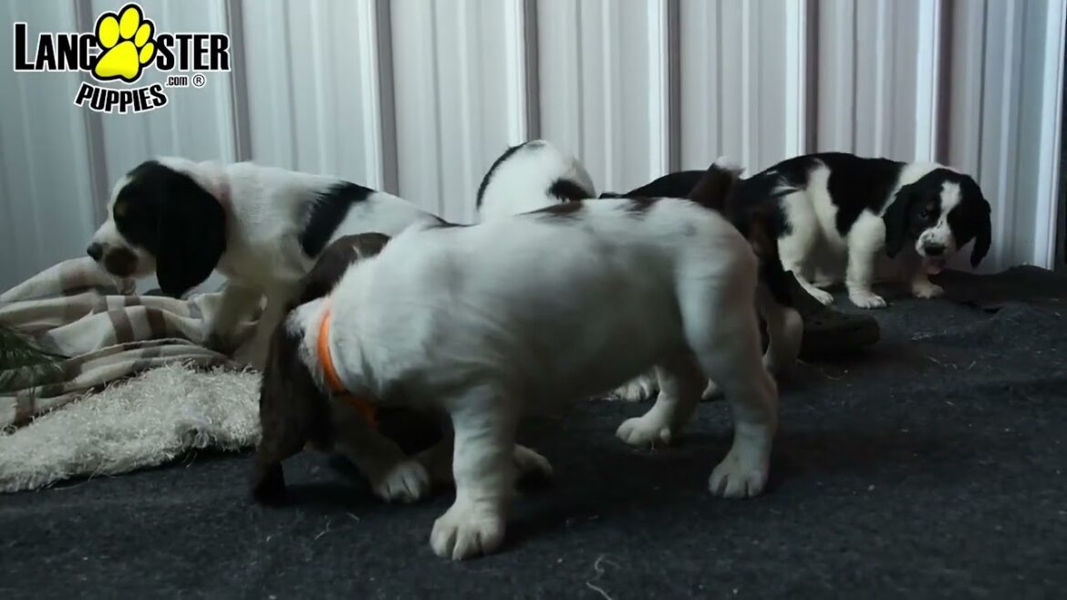 Handsome English Springer Spaniel Puppies