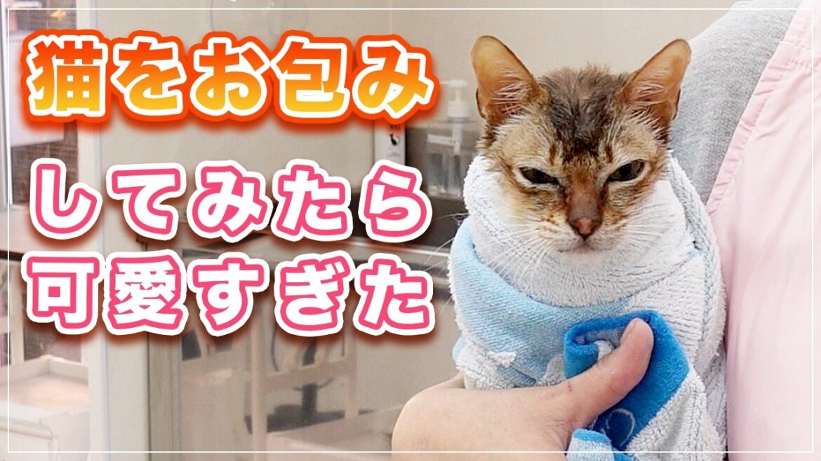 【ラウトくん】チャンネル初登場のシンガプーラをお包みニャンコにしたらコケシみたいになったw【シンガプーラ】 【ラウトくん】チャンネル初登場のシンガプーラをお包みニャンコにしたらコケシみたいになったw【シンガプーラ】