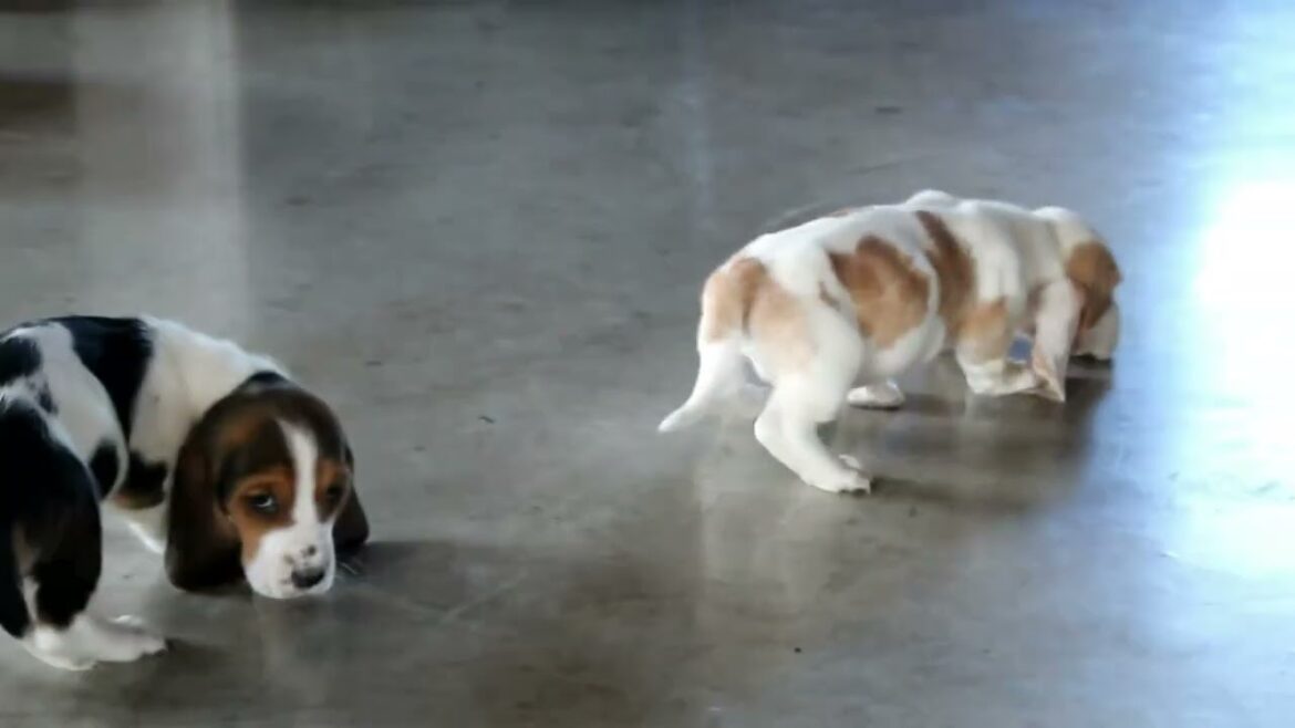 Basset Hound Puppies For Sale