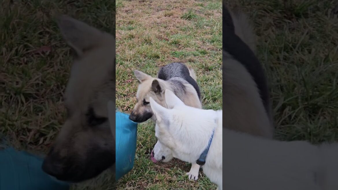 Don't run holding your ball! #germanshepherd
