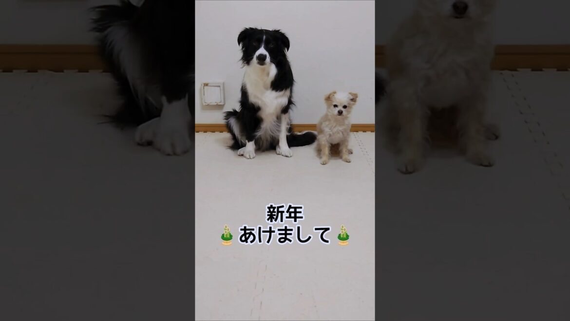新年のご挨拶 『あけましておめでとうございます』【チワプー&ボーダーコリー】 #shorts #犬との暮らし #ドッグトレーニング 新年のご挨拶 『あけましておめでとうございます』【チワプー&ボーダーコリー】 #shorts #犬との暮らし #ドッグトレーニング