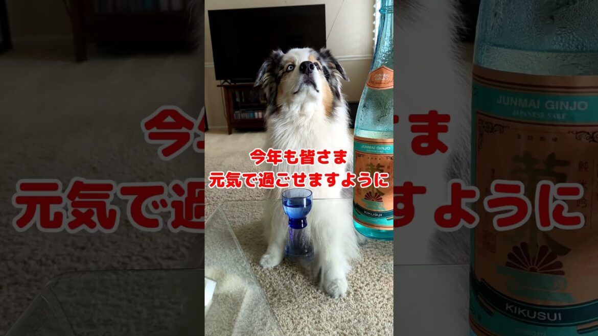 【2025年】あけましておめでとうございます！#オーストラリアンシェパード #犬 #アメリカ