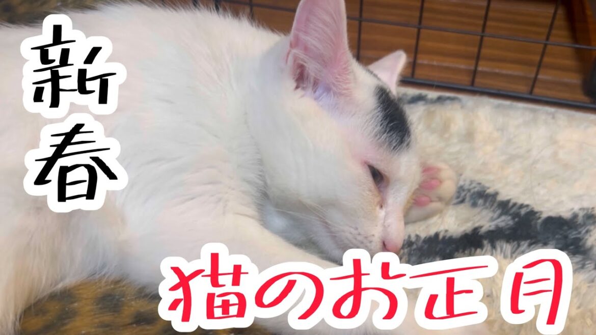 明けましておめでとうございます。ミルねーさん新年ご挨拶。 明けましておめでとうございます。ミルねーさん新年ご挨拶。