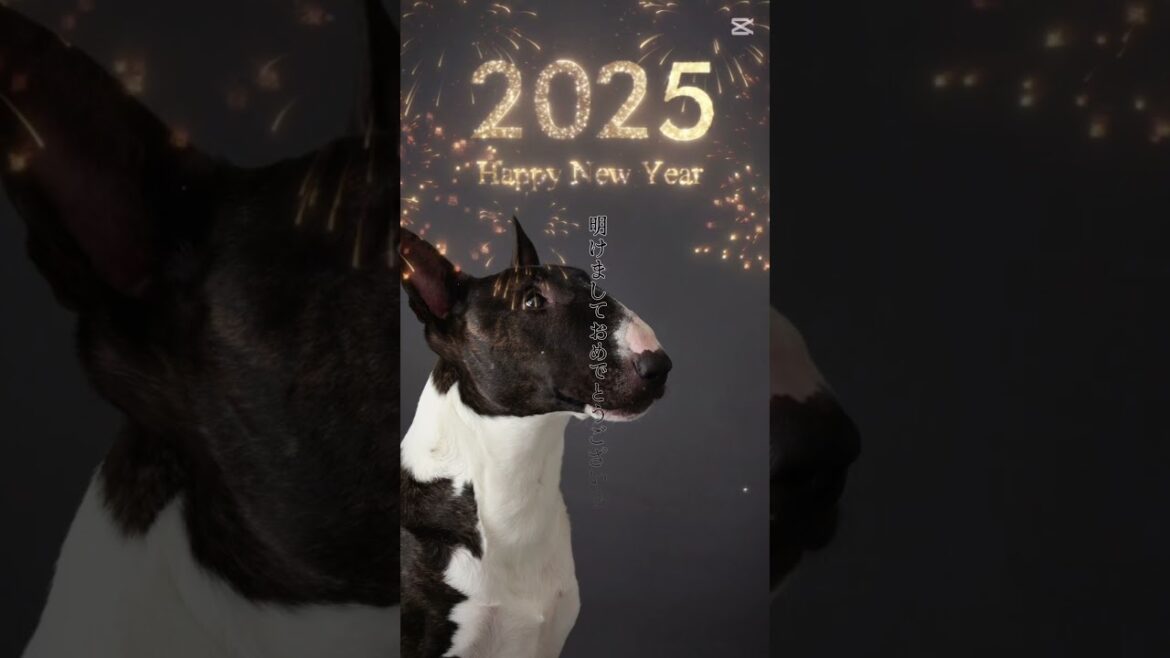 犬のブルテリアたま　謹賀新年 #shorts #newyear #2025 #ブルテリア #ブルテリアのいる暮らし#bullterrier #tamachanneltv #tokyo #謹賀新年