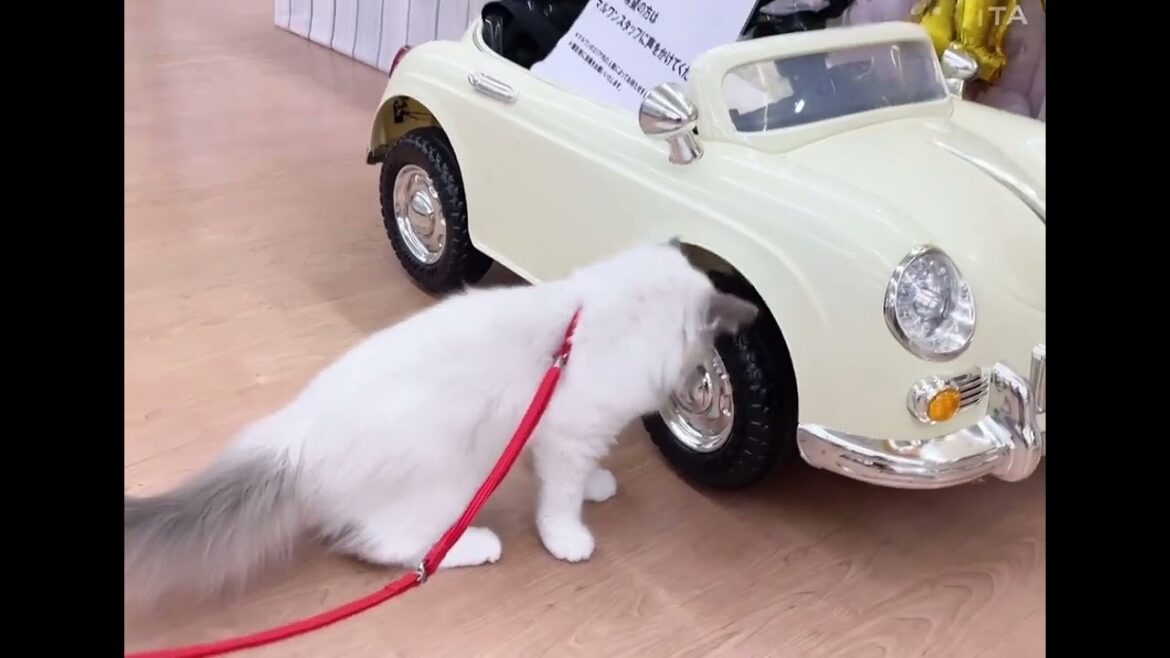 【マルワン横浜 港北NT店】店内散歩デビューしたラグドールくん！