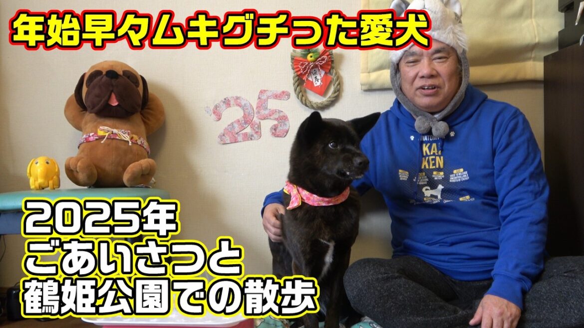 2025年甲斐犬新年ムキグチごあいさつ！雪山散歩高野龍神スカイライン甲斐犬いち