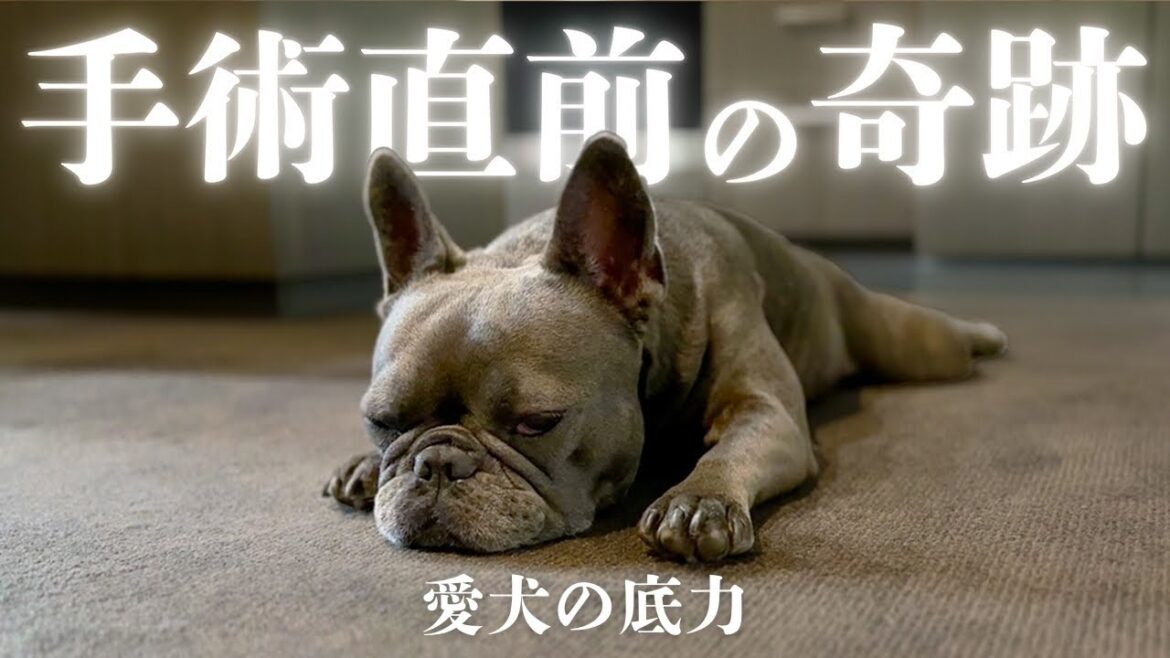 【手術直前に奇跡…】耳の感染症で10回以上の通院を繰り返した愛犬の姿に涙が止まりませんでした…【フレブル】