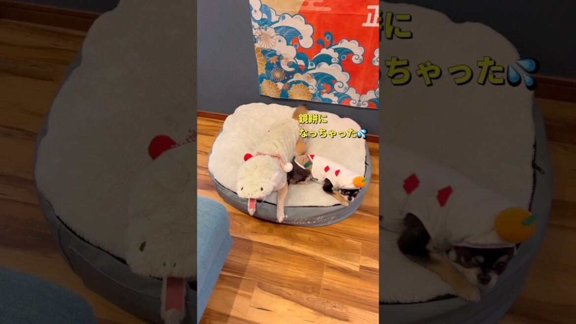 ツチノコと鏡餅？🐶🐶#柴犬 #チワワ #shorts