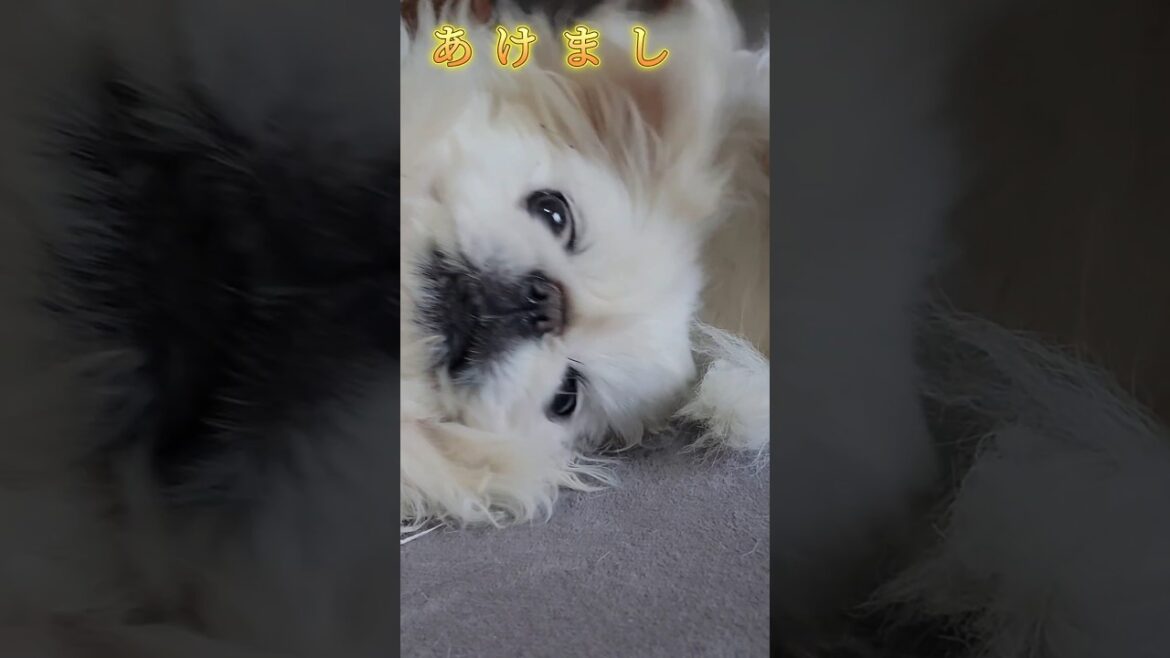 あけましておめでとうペキニーズ🐶 #shorts #ペキニーズ #犬 #かわいい #happynewyear #2025 #あけおめ