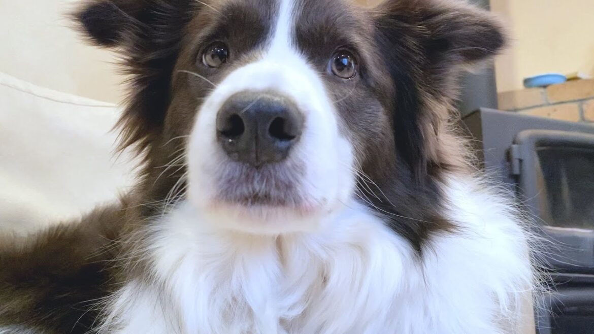 【犬が来て48ヶ月】ボーダーコリーと過ごした一年間を振り返りながら大新年会SP！！！未公開シーンも公開！【今年は頑張るぞ】