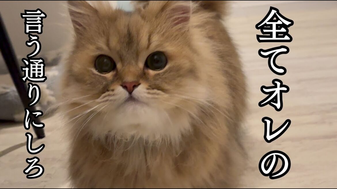 不機嫌な猫が主の邪魔をして甘えてくる姿がかわいい