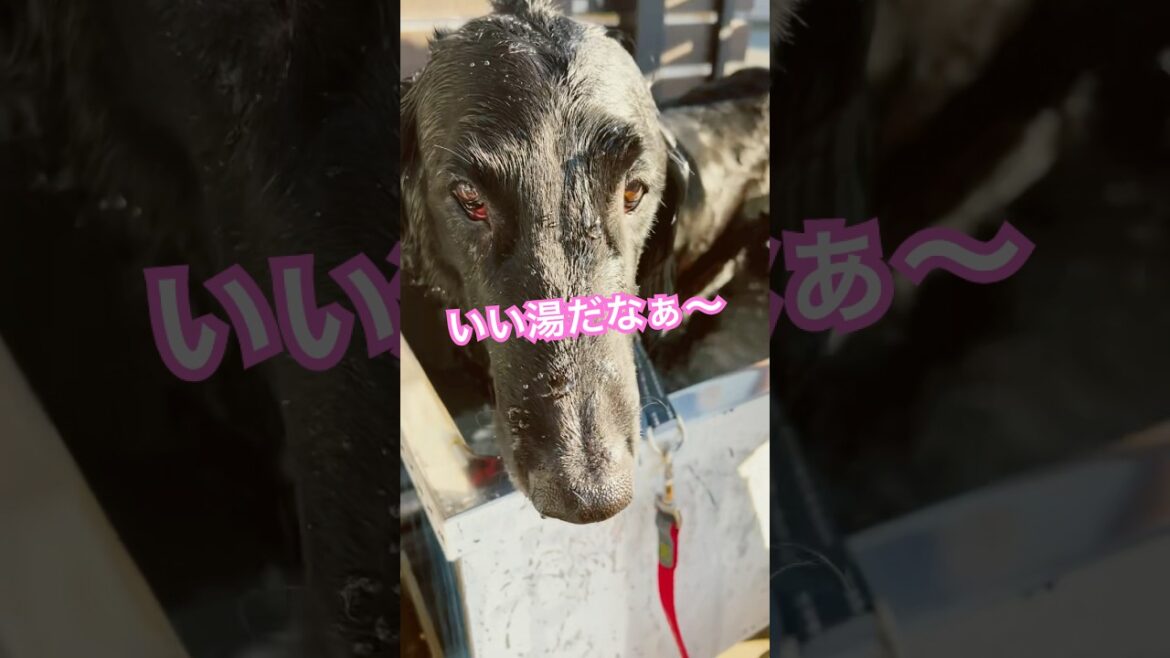 温泉♨️最高‼️#flatcoatedretriever #フラットコーテッドレトリバー #温泉