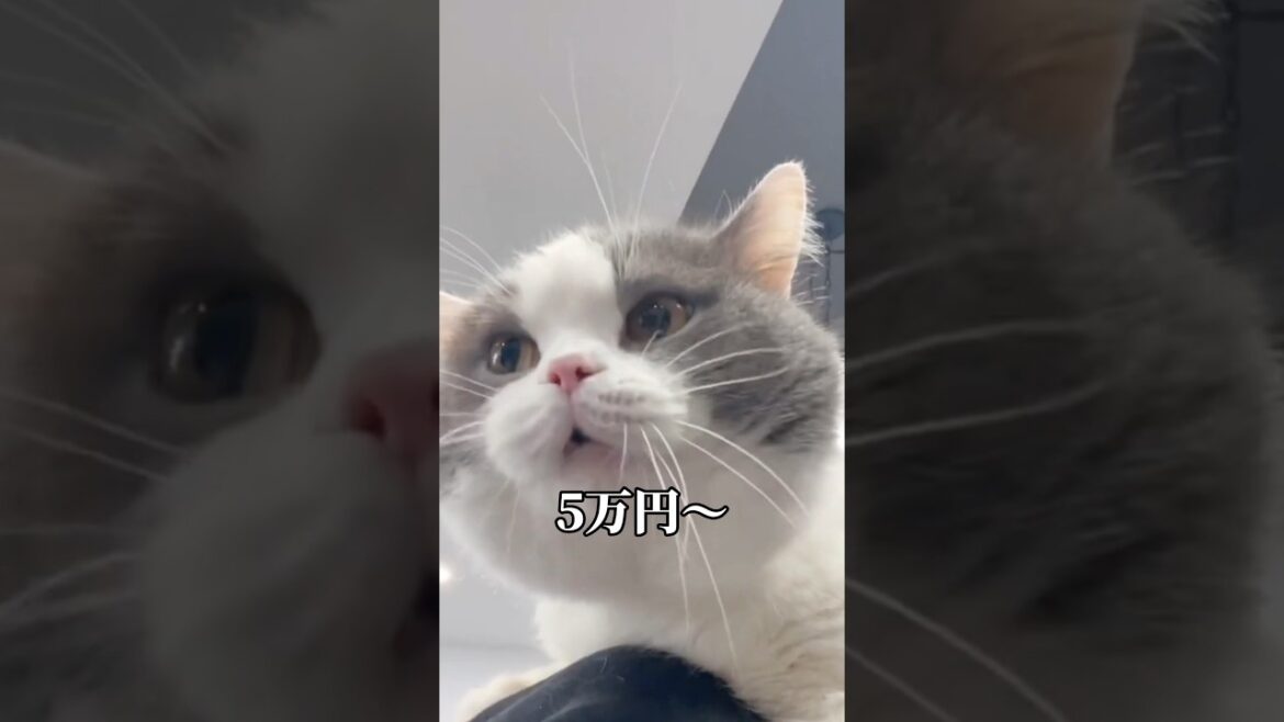 喋るネコ【※アフレコではありません】 喋るネコ【※アフレコではありません】