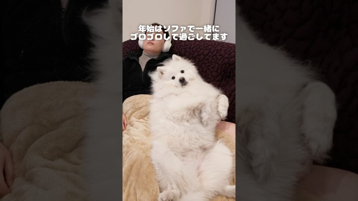 サモエドの怠惰な年末年始の過ごし方