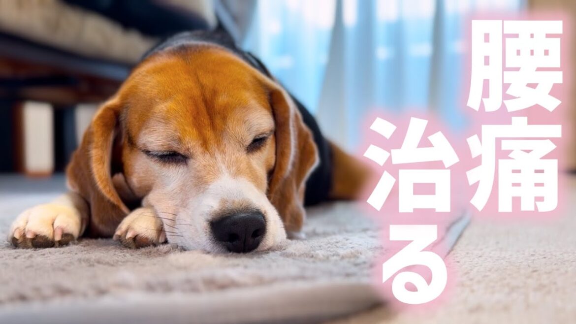 ギックリ腰を克服したいぬ