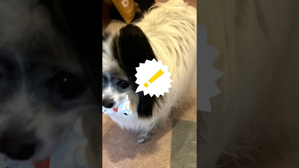 【パピヨン】招き猫さんを持ち去る愛犬が可愛すぎた🐾🐾#パピヨン　#事件です　#いたずらっこ　#お正月　#謹賀新年