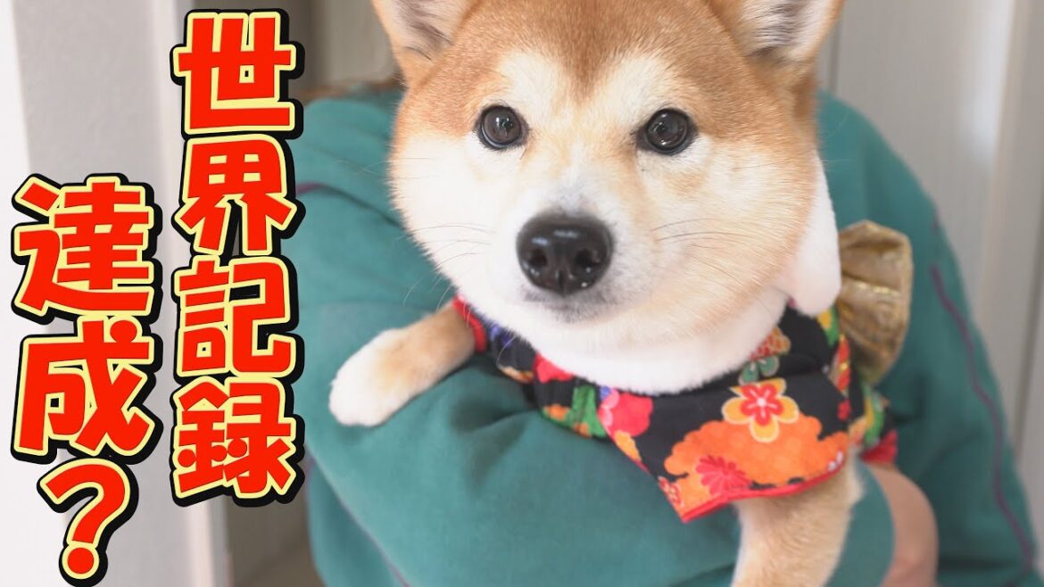 新春チャレンジ企画を開催したら、圧倒的なタイムを叩き出した妹柴犬に驚きました。