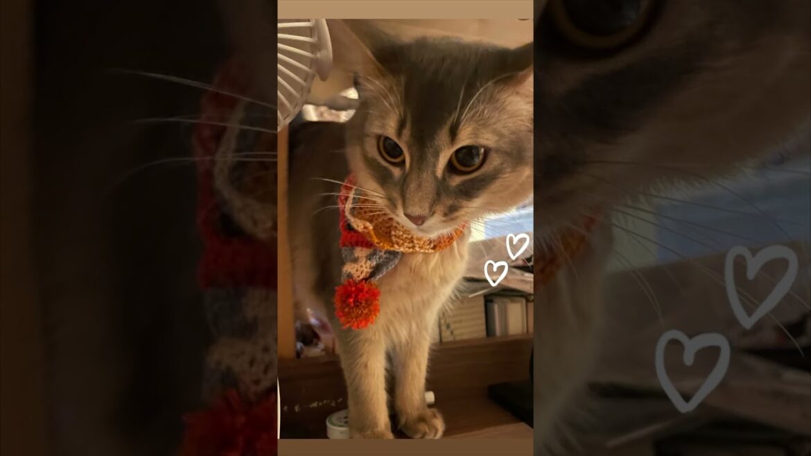 編み物下手くそな主だけど　#kitten #cat #cute #かわいい子猫 #ソマリ #猫のいる暮らし