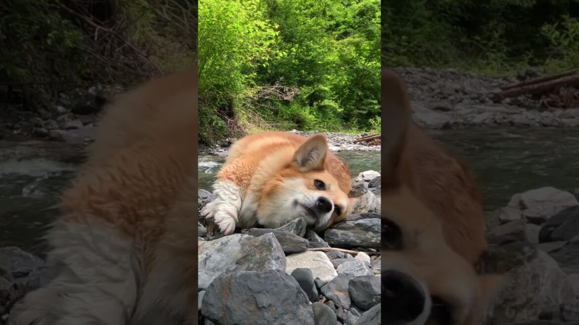 今年の夏 沢で最高の時間を過ごしたコーギー / This corgi is living its best life by the stream #コーギー #corgi #サクラ