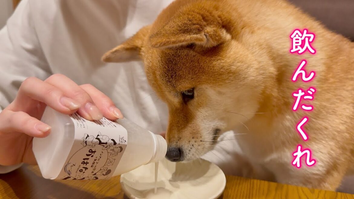 お酒を飲ませたら酔っ払ってもう一杯を要求してくる柴犬が可愛い お酒を飲ませたら酔っ払ってもう一杯を要求してくる柴犬が可愛い