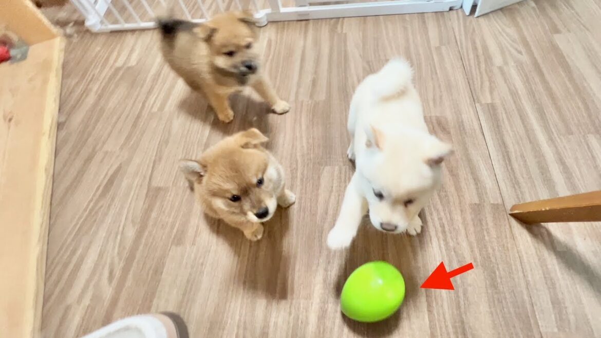 【柴犬 子犬】初めておもちゃで遊んでみる生後40日目の子犬たち