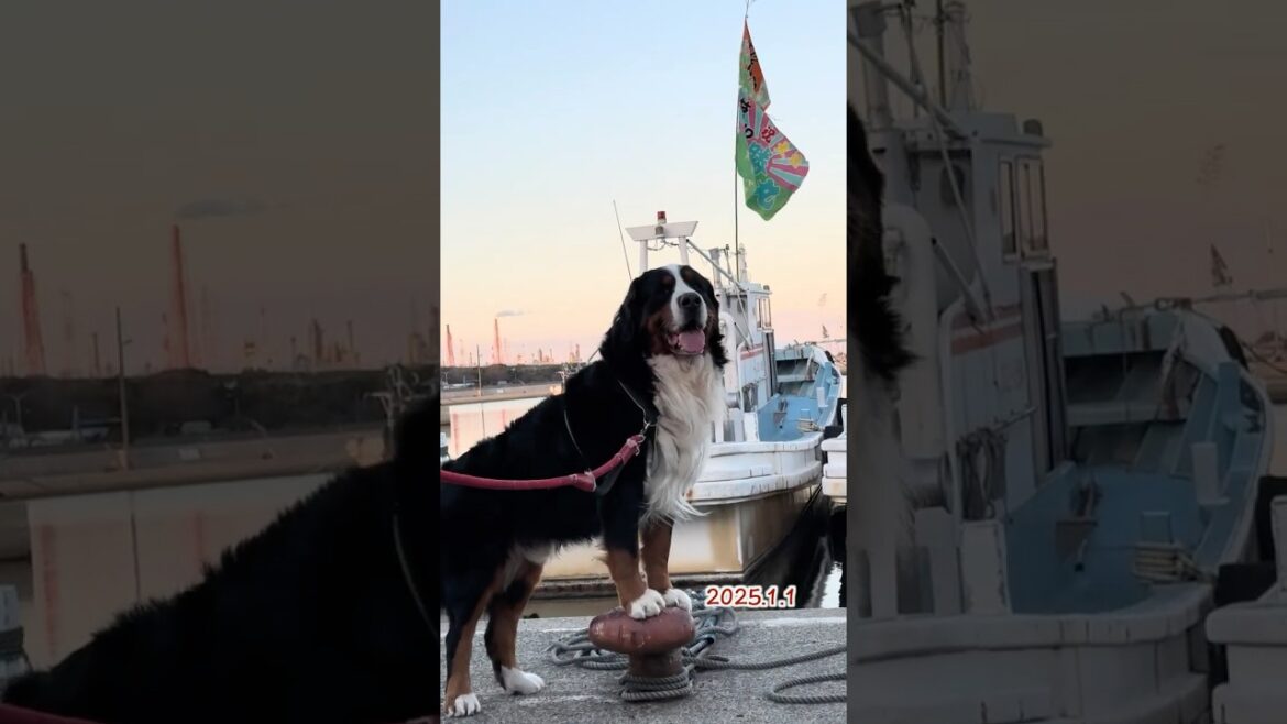 【2025年もよろしくお願いします】 #バーニーズマウンテンドッグ #バーニーズ #大型犬