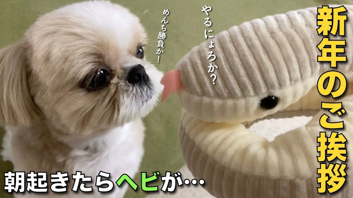 【シーズー】朝起きたらヘビが・・・新春のご挨拶！www【366】